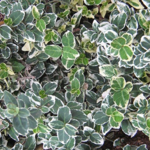 Бересклет Форчуна Эмеральд Галетти Бересклет Форчуна Эмеральд Галетти