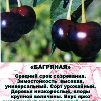 Вишня Багряная