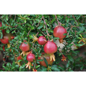 Саженцы Бересклет европейский Нана